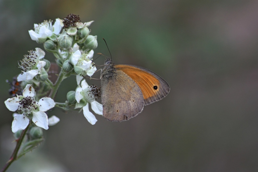 maniola jurtina maschio?